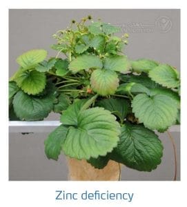 علائم کمبود روی در توت فرنگی (Zinc Deficiency)