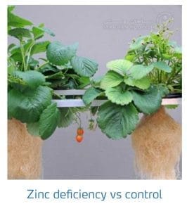 علائم کمبود روی در مقابل شاهد در توت فرنگی (Zinc Deficiency vs control)