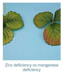 علائم کمبود روی در مقابل منگنز در توت فرنگی (Zinc Deficiency vs Manganese Deficiency)