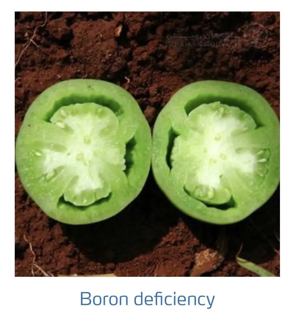 علائم کمبود بُر در گوجه فرنگی(Boron Deficiency)