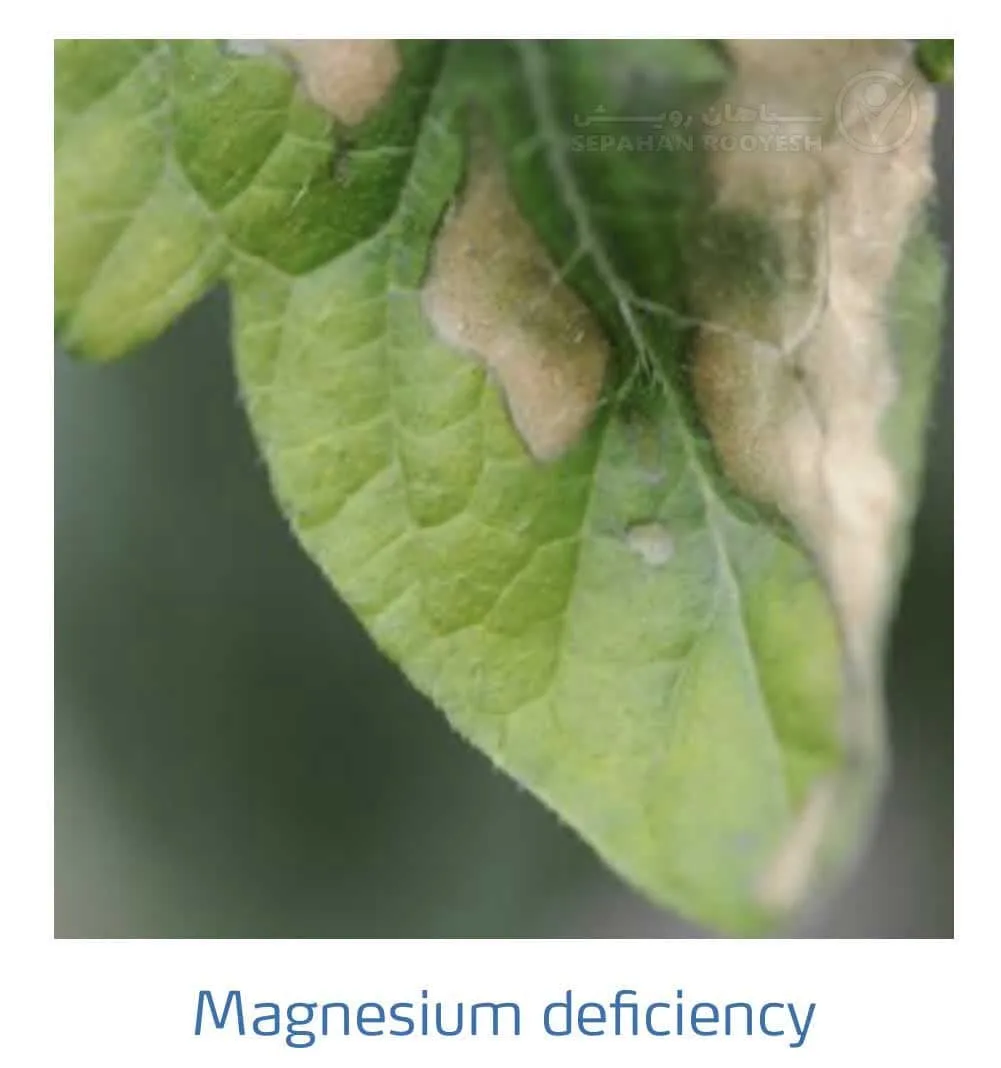 علائم کمبود منیزیم در گوجه فرنگی(Magnesium Deficiency)