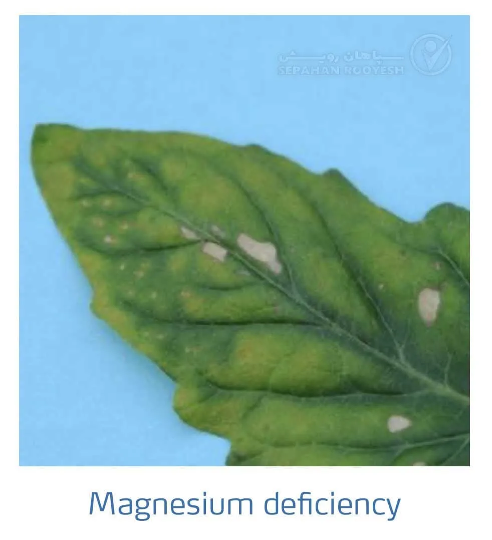 علائم کمبود منیزیم در گوجه فرنگی(Magnesium Deficiency)