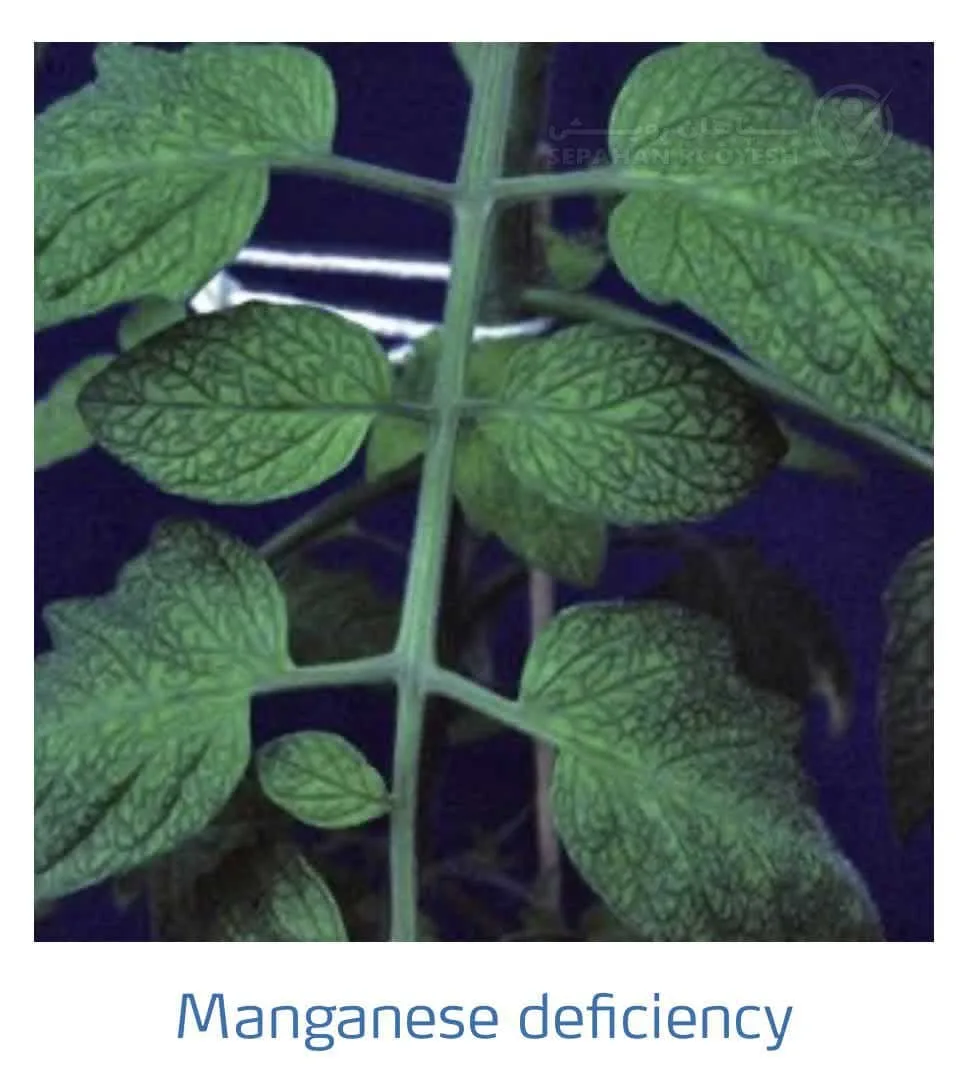 علائم کمبود منگنز در گوجه فرنگی(Manganese Deficiency)