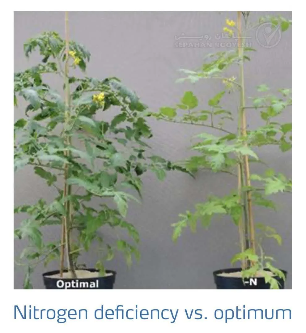 علائم کمبود نیتروژن در گوجه فرنگی(Nitrogen Deficiency)