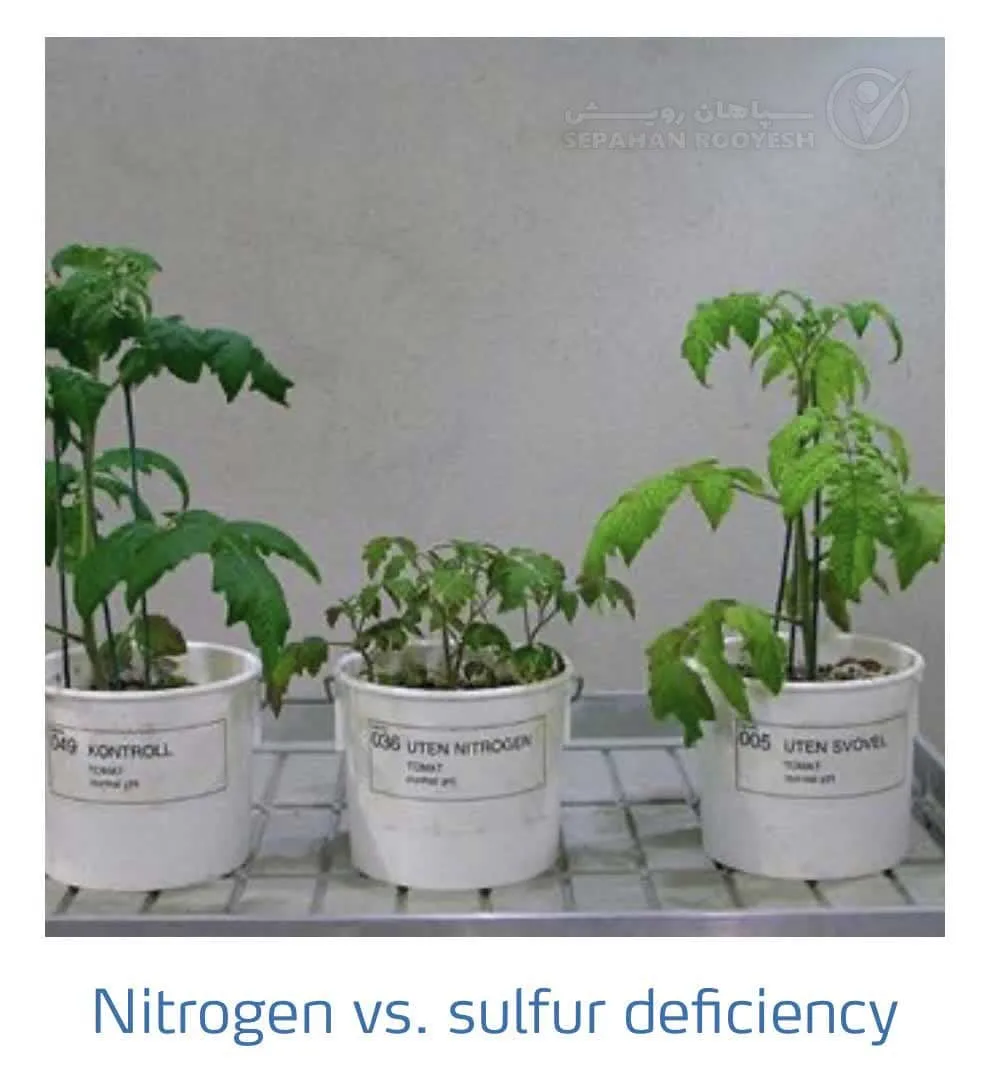 علائم کمبود نیتروژن و سولفور در گوجه فرنگی(Nitrogen & Sulfur Deficiency)