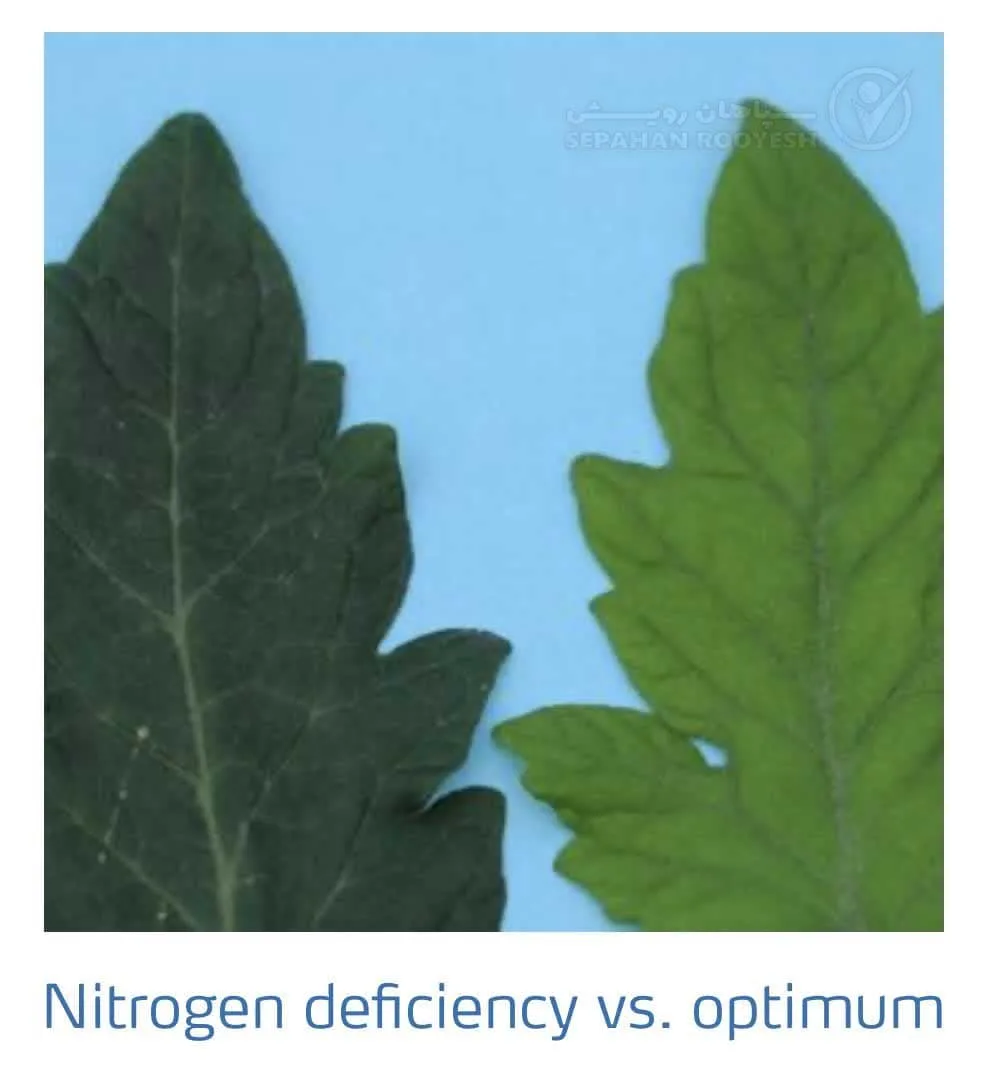علائم کمبود نیتروژن در گوجه فرنگی(Nitrogen Deficiency)
