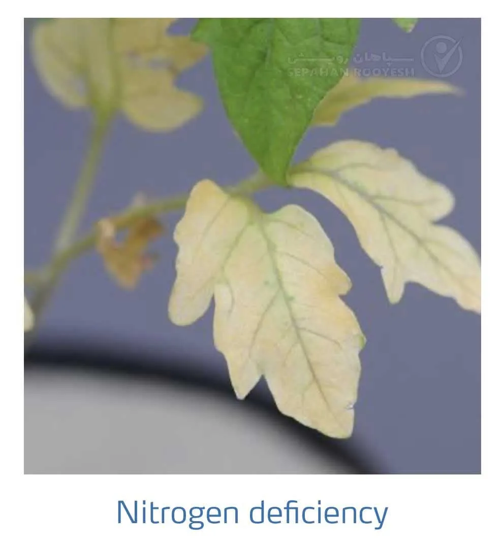 علائم کمبود نیتروژن در گوجه فرنگی(Nitrogen Deficiency)