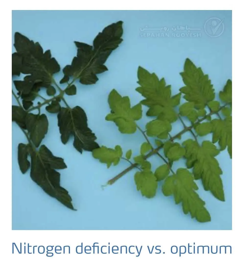 علائم کمبود نیتروژن در گوجه فرنگی(Nitrogen Deficiency)