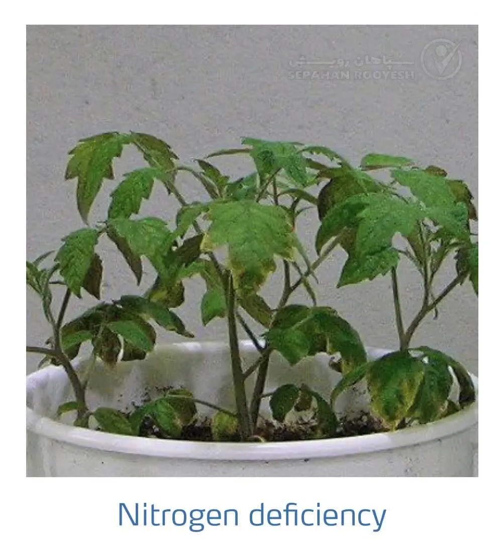 علائم کمبود نیتروژن در گوجه فرنگی(Nitrogen Deficiency)