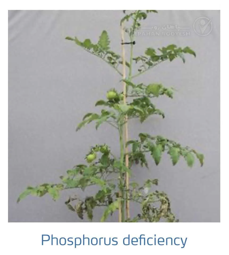 علائم کمبود فسفر در گوجه فرنگی(Phosphorus Deficiency)