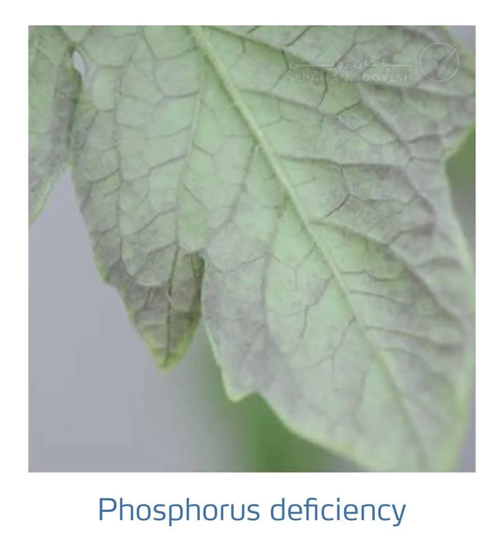 علائم کمبود فسفر در گوجه فرنگی(Phosphorus Deficiency)