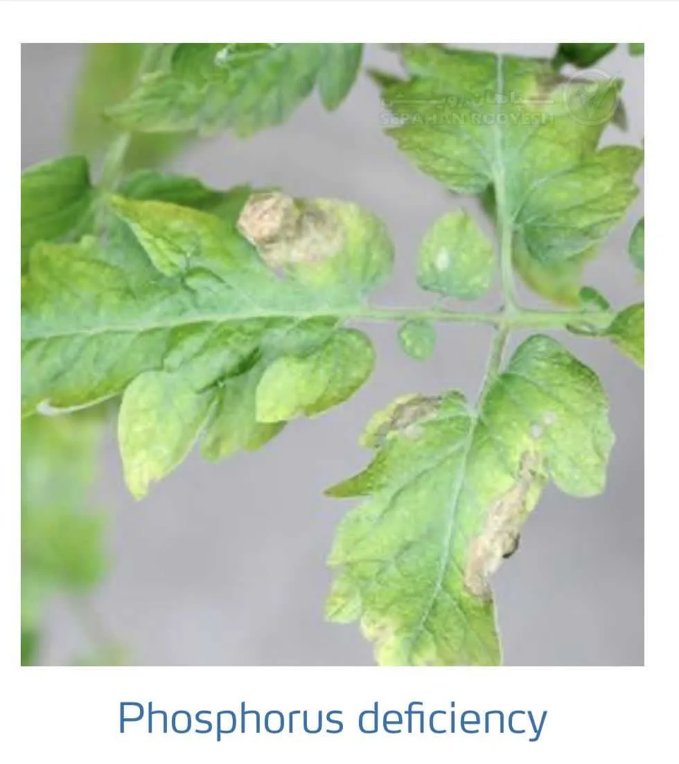 علائم کمبود فسفر در گوجه فرنگی(Phosphorus Deficiency)