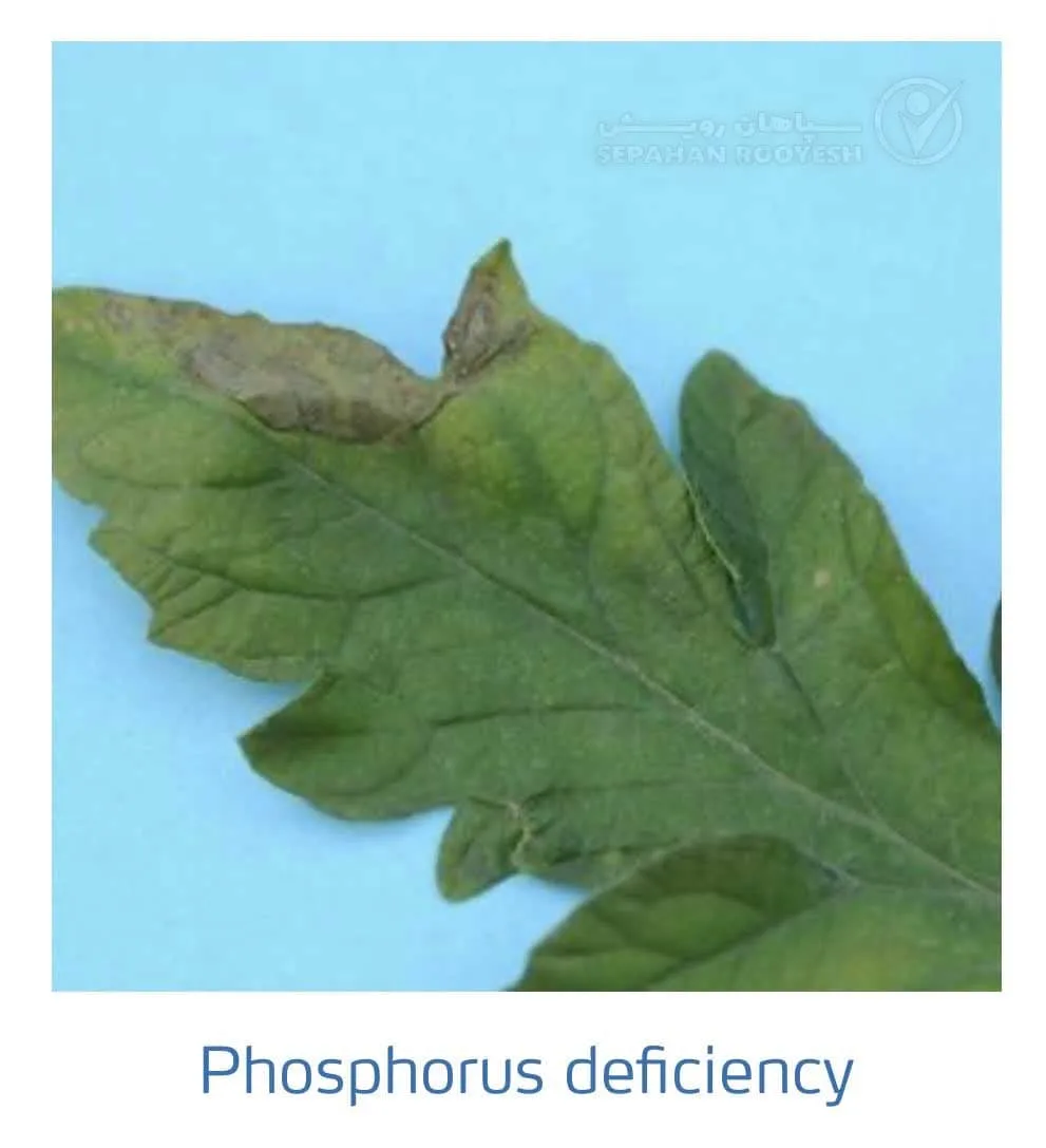 علائم کمبود فسفر در گوجه فرنگی(Phosphorus Deficiency)