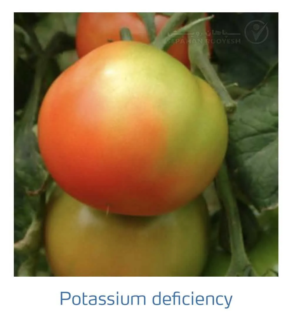 علائم کمبود پتاسیم در گوجه فرنگی(Potassium Deficiency)