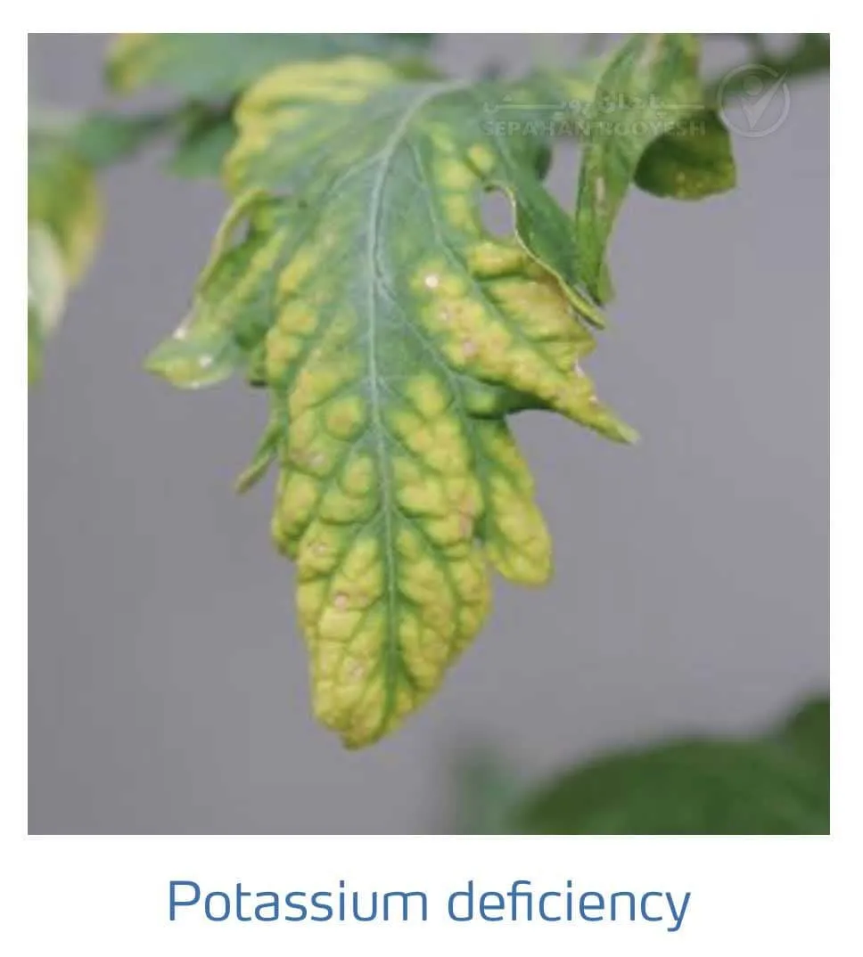 علائم کمبود پتاسیم در گوجه فرنگی(Potassium Deficiency)