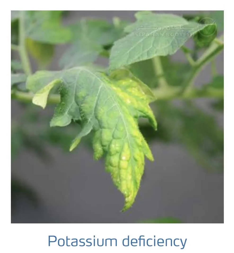 علائم کمبود پتاسیم در گوجه فرنگی(Potassium Deficiency)