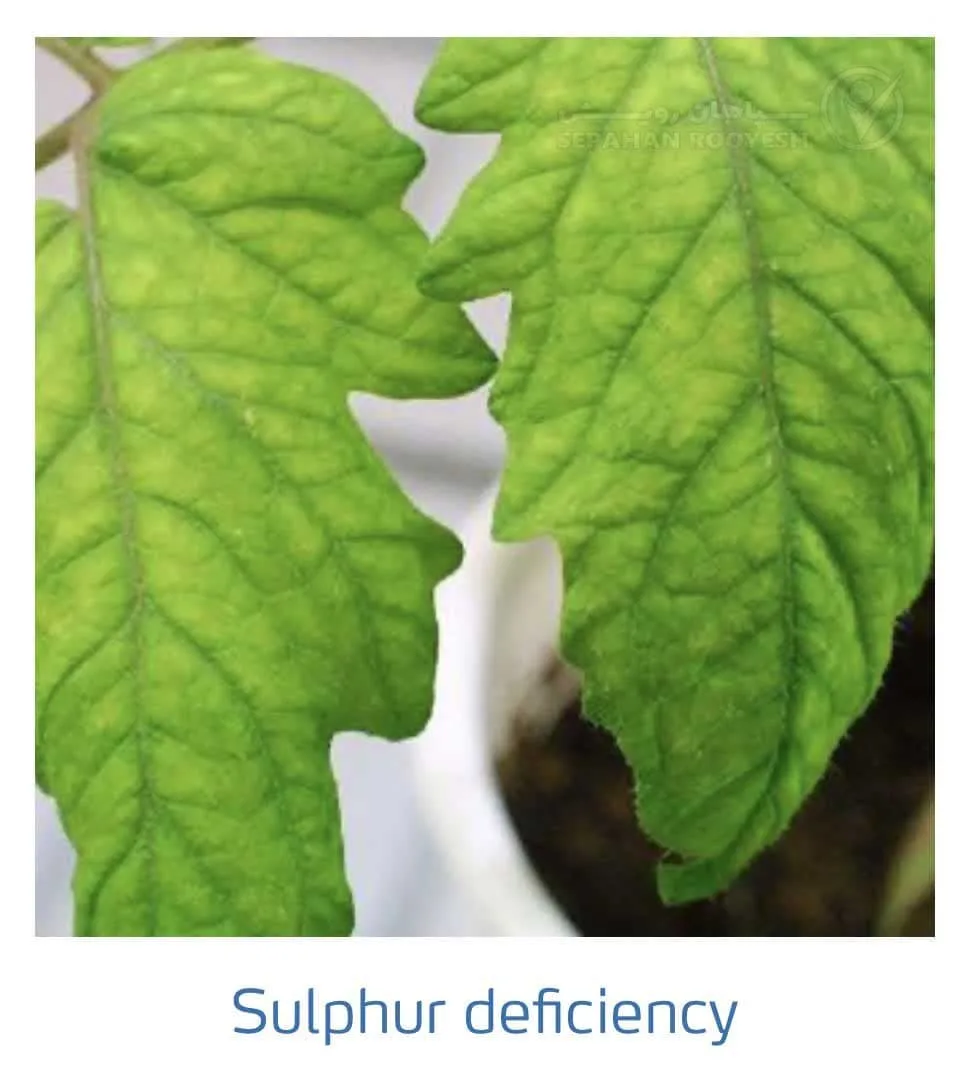 علائم کمبود سولفور در گوجه فرنگی(Sulphur Deficiency)