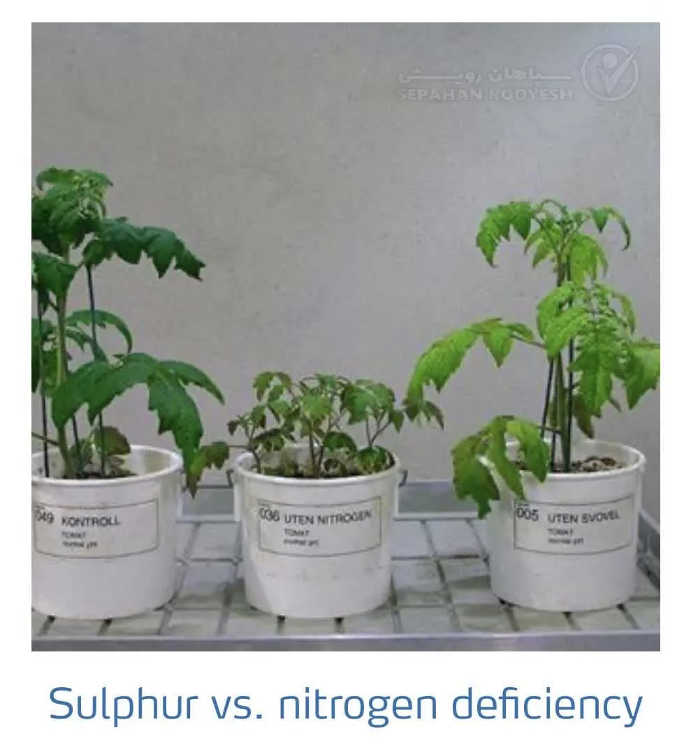 علائم کمبود سولفور و نیتروژن در گوجه فرنگی(Sulphur & Nitrogen Deficiency)