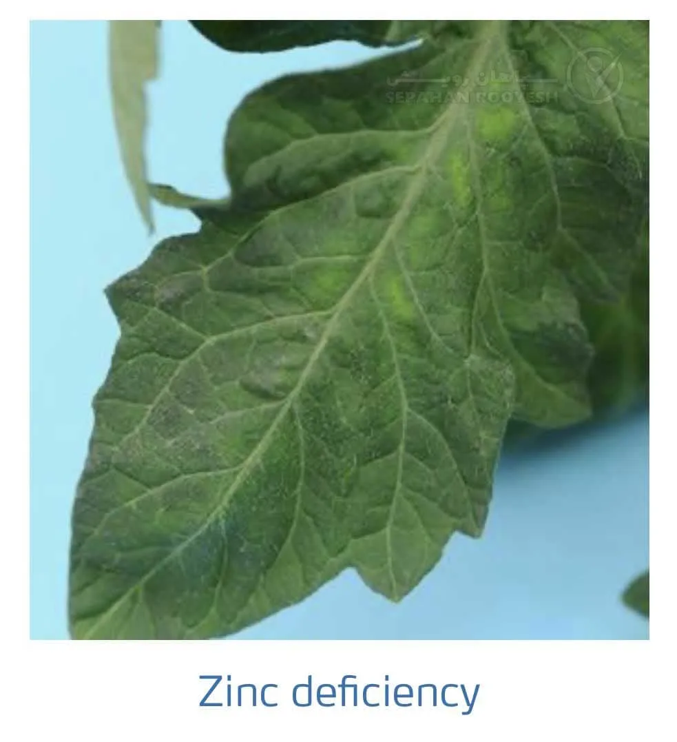 علائم کمبود روی در گوجه فرنگی(Zinc Deficiency)