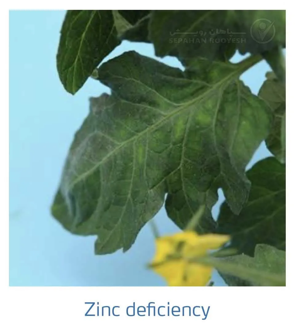 علائم کمبود روی در گوجه فرنگی(Zinc Deficiency)