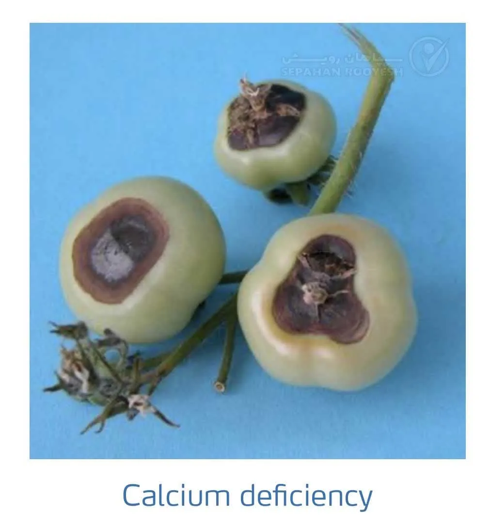 علائم کمبود کلسیم در گوجه فرنگی(Calcium Deficiency)