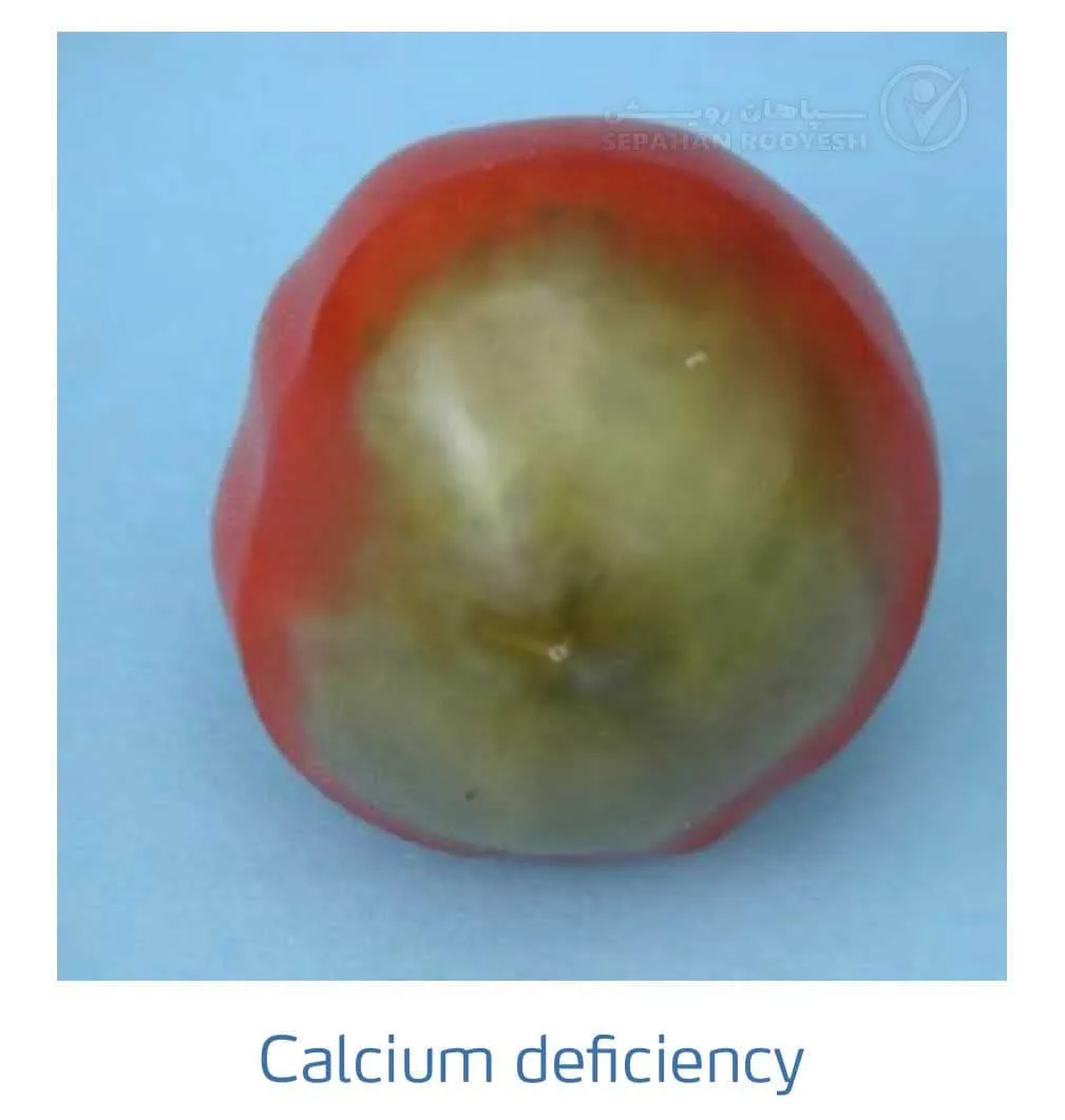علائم کمبود کلسیم در گوجه فرنگی(Calcium Deficiency)