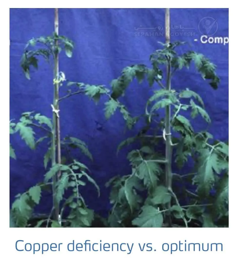 علائم کمبود مس در گوجه فرنگی(Copper Deficiency)