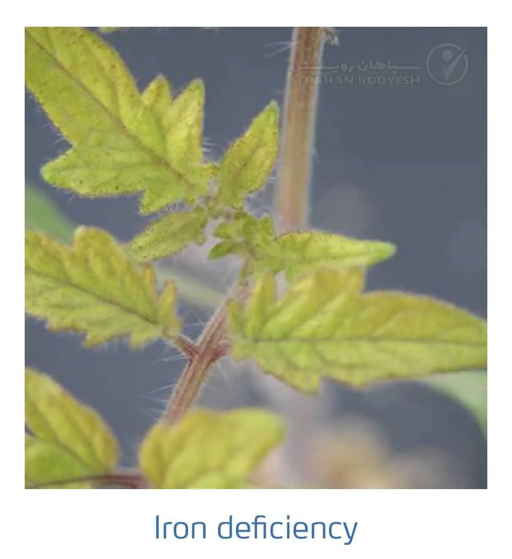 علائم کمبود آهن در گوجه فرنگی(Iron Deficiency)