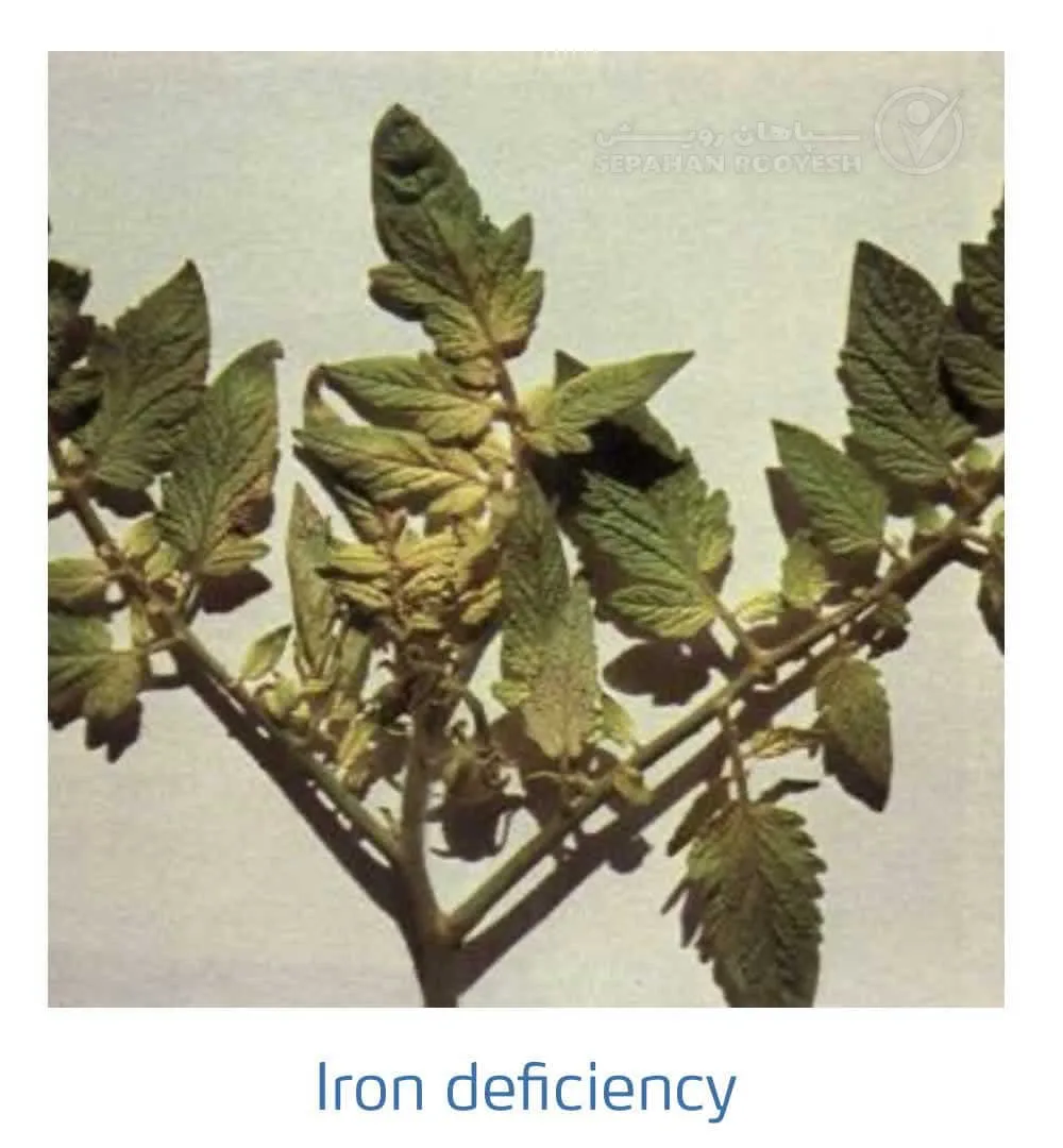 علائم کمبود آهن در گوجه فرنگی(Iron Deficiency)