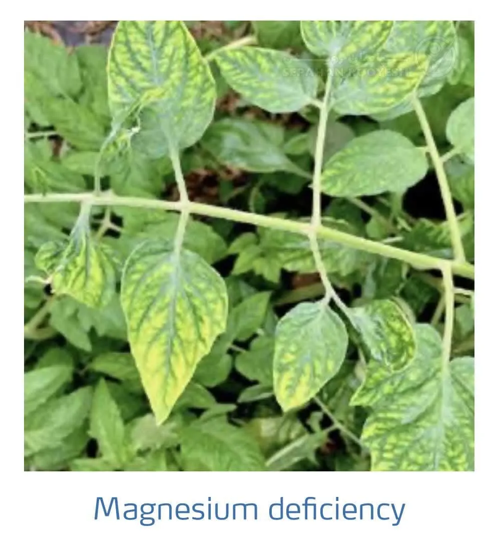 علائم کمبود منیزیم در گوجه فرنگی(Magnesium Deficiency)