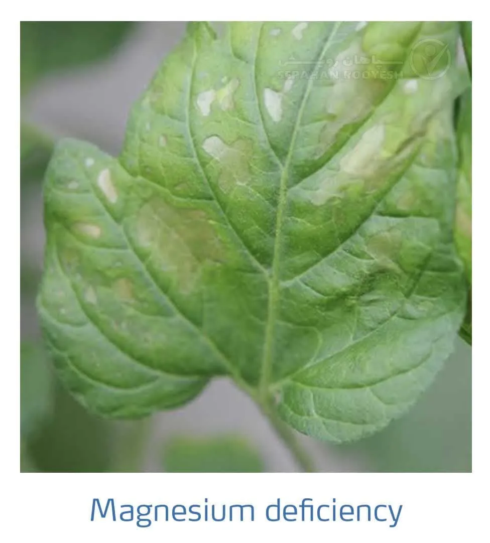 علائم کمبود منیزیم در گوجه فرنگی(Magnesium Deficiency)